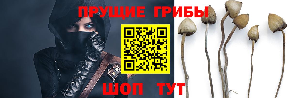 Псилоцибиновые грибы Psilocybine cubensis  Псилоцибиновые грибы Cubensis  Советск  Вход с VPN 
